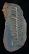 Fern Fossil From Mazon Creek - Million Years Old #2154-1